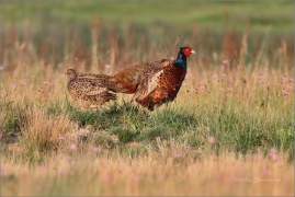 <p>BAŽANT OBECNÝ (Phasianus colchicus) Mladá Boleslav-Radouč /Common pheasant - Fasan/</p>